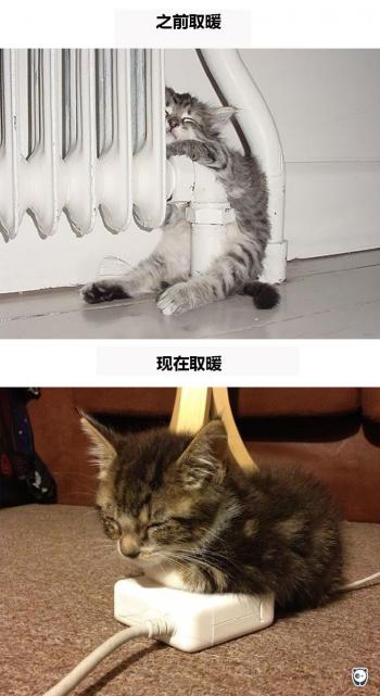 现代生活对猫产生的变化第4张