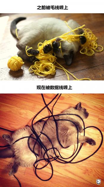 现代生活对猫产生的变化第6张