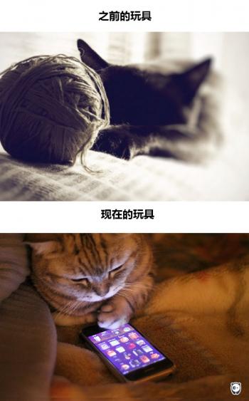 小猫图片 _ 第(8)张