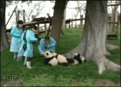 吃货熊猫的幸福 搞笑GIF动图第0张