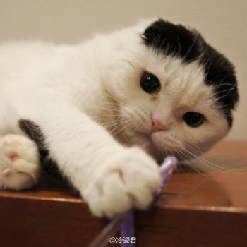 现代生活对猫产生的变化第4张