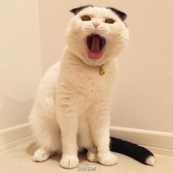 现代生活对猫产生的变化第5张