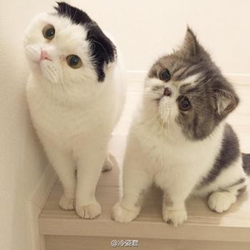 现代生活对猫产生的变化第6张