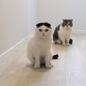 小猫图片 _ 第(8)张