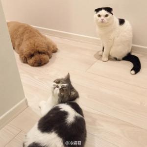 小猫图片 _ 第(9)张