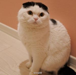 小猫图片 _ 第(10)张