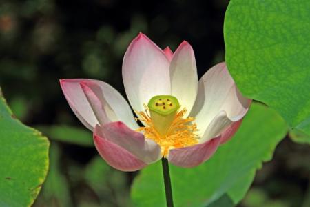 节日图片 _ 第(12)张