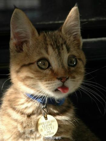 现代生活对猫产生的变化第4张