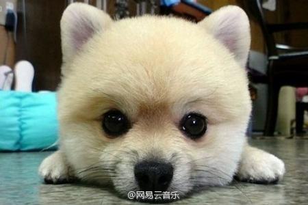 现代生活对猫产生的变化第5张