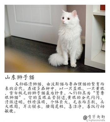 现代生活对猫产生的变化第0张