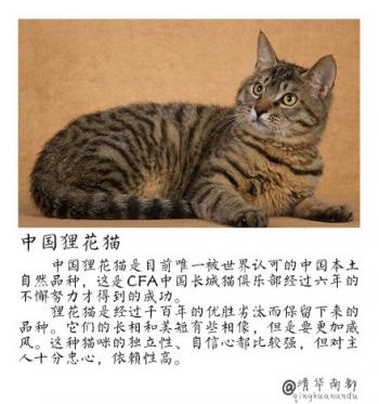 现代生活对猫产生的变化第2张