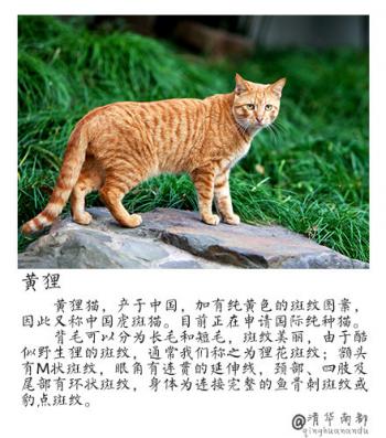 现代生活对猫产生的变化第3张