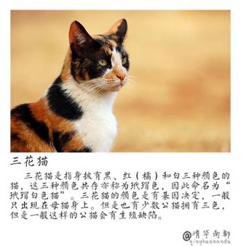 现代生活对猫产生的变化第5张