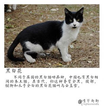 现代生活对猫产生的变化第6张
