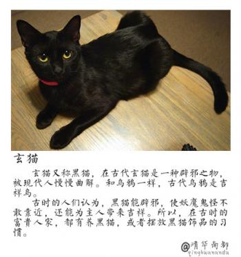 小猫图片 _ 第(8)张
