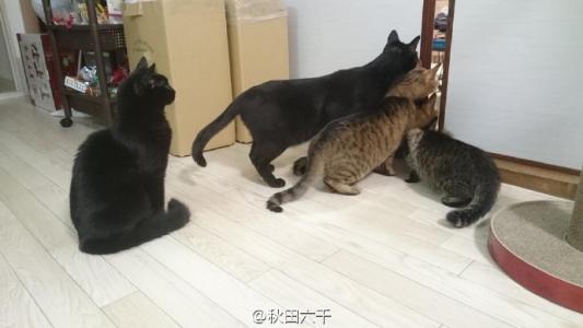 90后性感小猫咪写真第3张