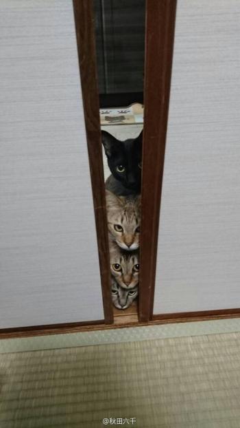 90后性感小猫咪写真第4张