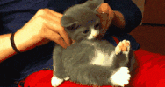 小猫图片 _ 第(12)张