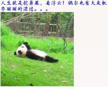 动物壁纸图片 _ 第(3)张