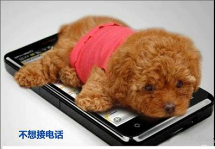 动物壁纸图片 _ 第(6)张