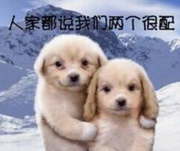 动物壁纸图片 _ 第(1)张
