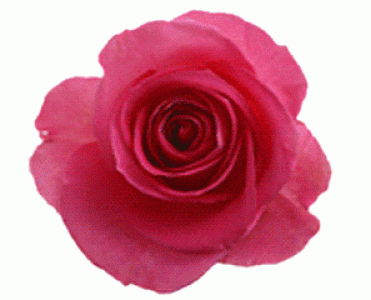 节日图片 _ 第(14)张