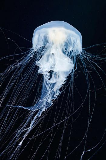 水母：神奇的海洋生物图片第2张