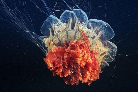 水母：神奇的海洋生物图片第3张
