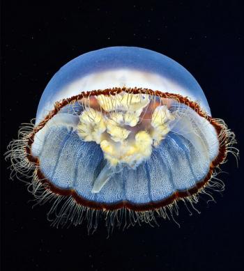水母：神奇的海洋生物图片第4张