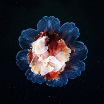 水母：神奇的海洋生物图片第5张