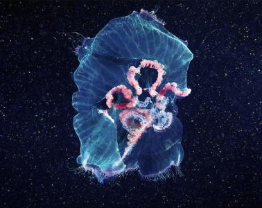 水母：神奇的海洋生物图片第6张