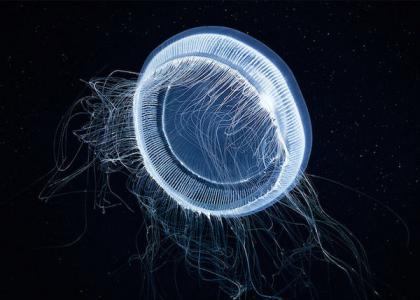 海洋生物图片 _ 第(9)张
