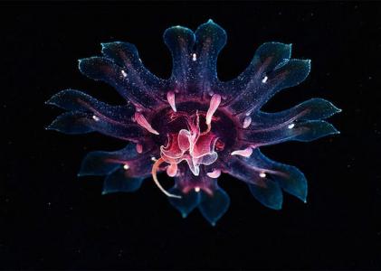 海洋生物图片 _ 第(10)张