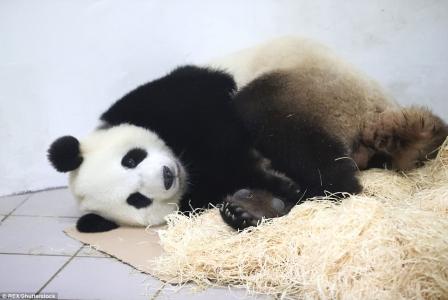 小猫图片 _ 第(6)张