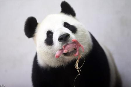 小猫图片 _ 第(8)张