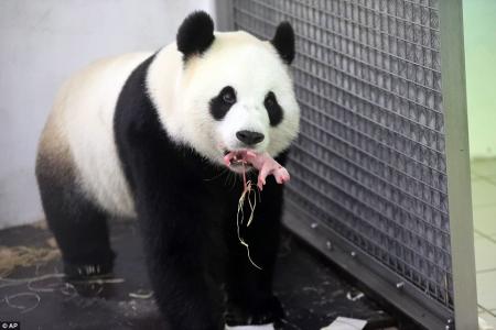 小猫图片 _ 第(9)张