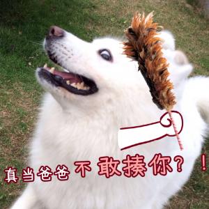 动物壁纸图片 _ 第(1)张