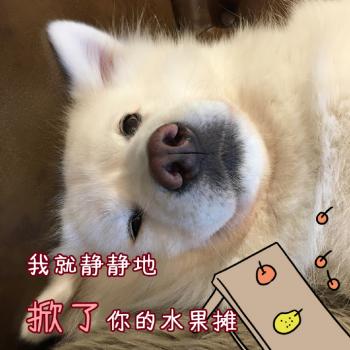 动物壁纸图片 _ 第(10)张
