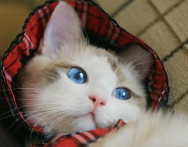 猫桌面图片 _ 第(1)张