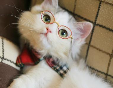 猫桌面图片 _ 第(3)张