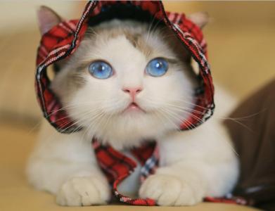 猫桌面图片 _ 第(4)张