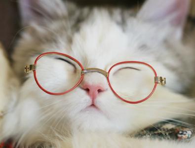 猫桌面图片 _ 第(7)张