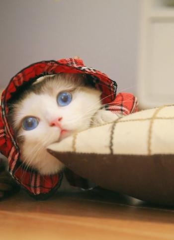 猫桌面图片 _ 第(8)张