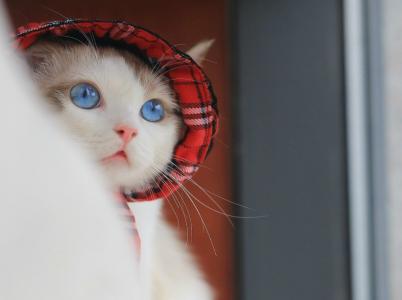 猫桌面图片 _ 第(10)张