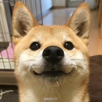 超可爱小猫图片高清手机壁纸第2张