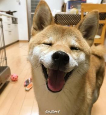 小猫图片 _ 第(8)张