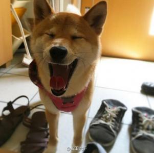 小猫图片 _ 第(9)张