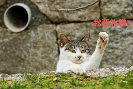 萌宠图片图片 _ 第(6)张