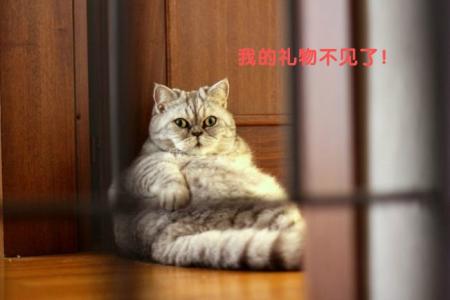萌宠图片图片 _ 第(8)张