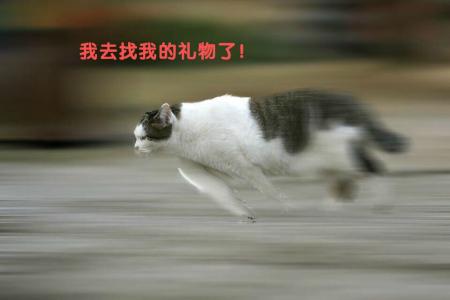 萌宠图片图片 _ 第(10)张